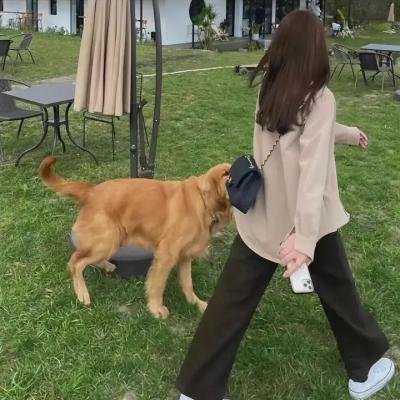 九龙太子